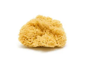 Mediteranean Sea Sponges